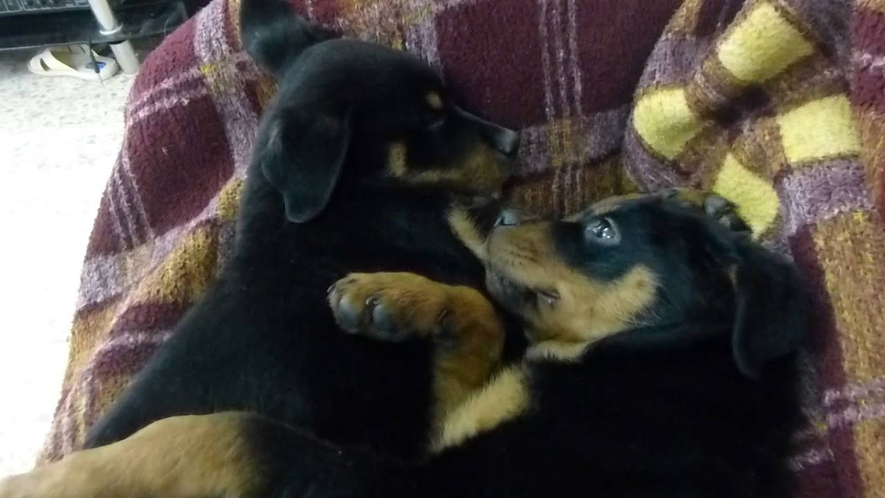 Two Sick Rottweiler Puppies in Kurdistan