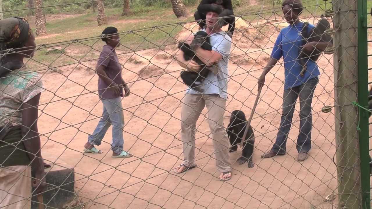 Playing With Babies at Lola ya Bonobo