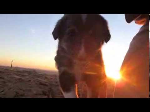 Found Iraqi Puppy