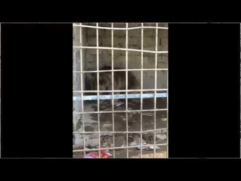 The World's Worst Zoo