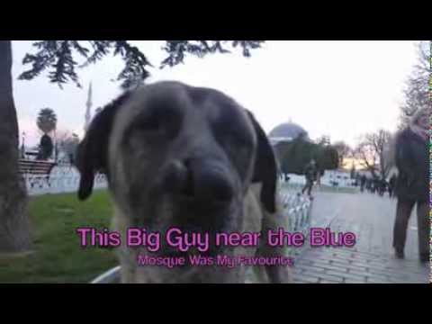 The Stray Cats & Dogs of Istanbul