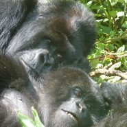Gorilla’s of Virunga