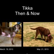 Saving Tikka