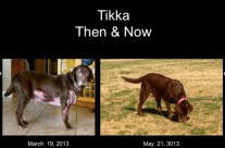 Saving Tikka
