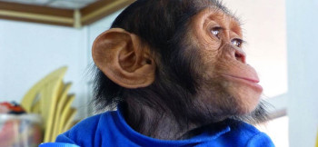 Manno - rescued chimpanzee from Iraq zoo